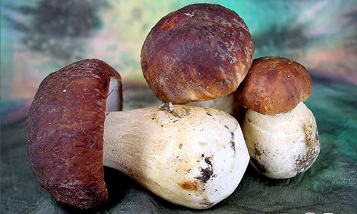 Рецепт засолки белых грибов