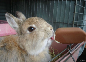 Рецепт комбикорма для кроликов