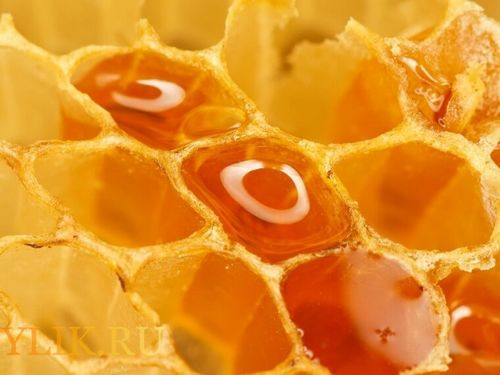 Медовуха из сотового меда рецепт