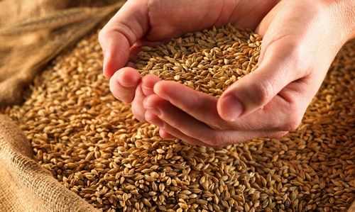 Рецепт зернового самогона