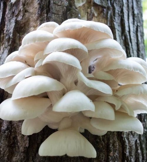 Рецепт с грибами вешенками